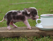 Minipig